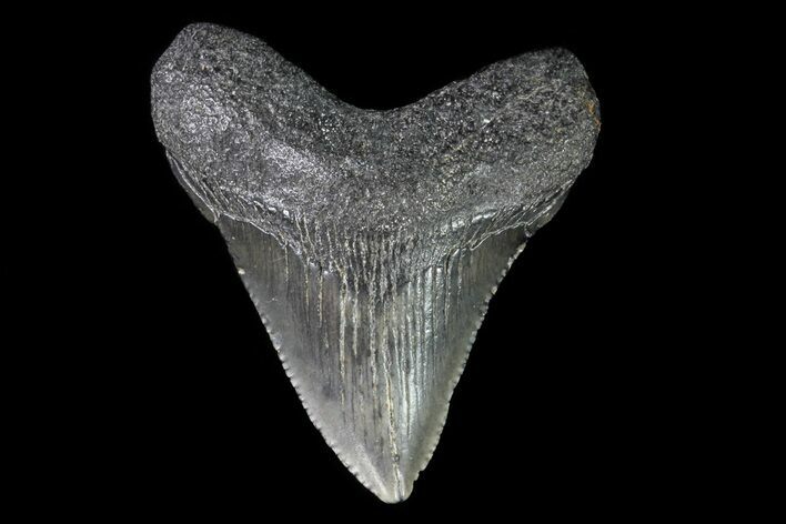 Juvenile Megalodon Tooth - Georgia #75335